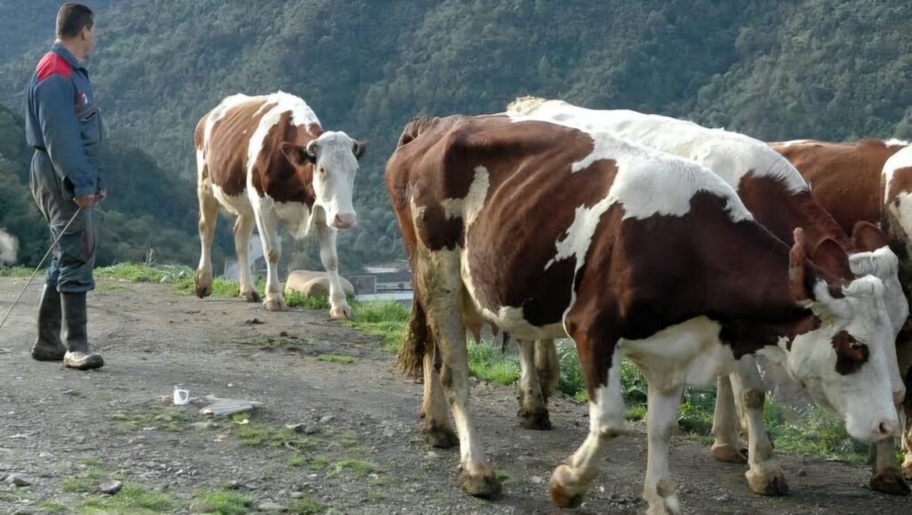 CNMA : Des rencontres de sensibilisation contre la dermatose nodulaire contagieuse bovine
