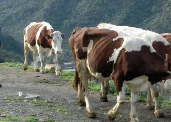 CNMA : Des rencontres de sensibilisation contre la dermatose nodulaire contagieuse bovine