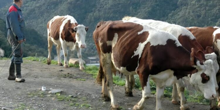 CNMA : Des rencontres de sensibilisation contre la dermatose nodulaire contagieuse bovine