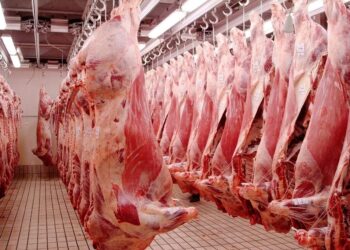 Laghouat : L’importance de promouvoir la filière des viandes rouges soulignée