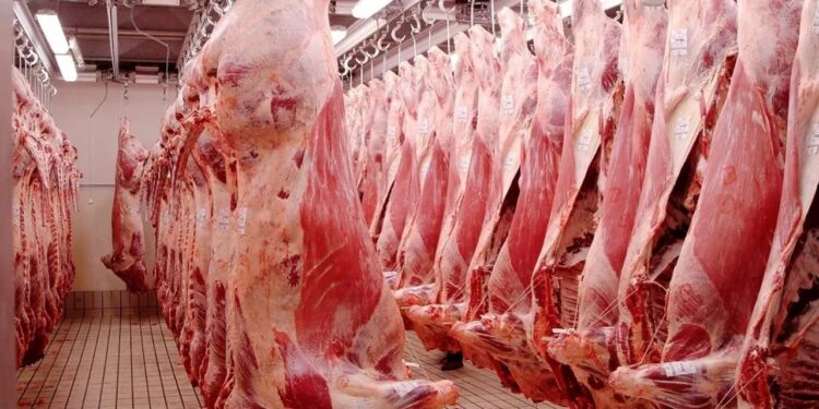 Laghouat : L’importance de promouvoir la filière des viandes rouges soulignée