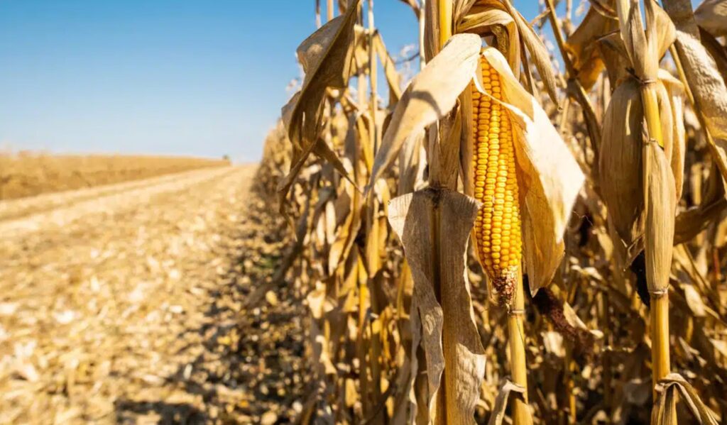 El Bayadh : Une production de 12.000 quintaux de maïs jaune attendue