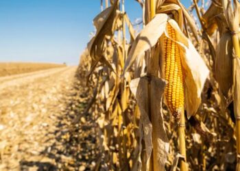 El Bayadh : Une production de 12.000 quintaux de maïs jaune attendue