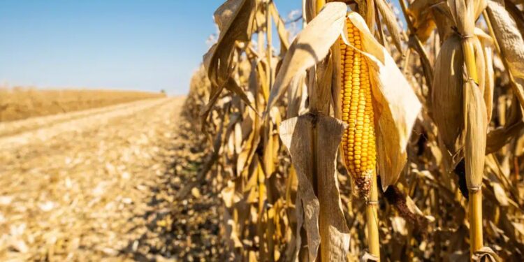El Bayadh : Une production de 12.000 quintaux de maïs jaune attendue