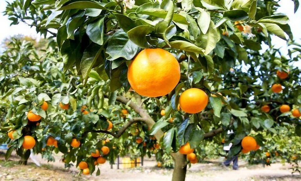 Mascara : Production prévue de plus de 460.000 quintaux d'agrumes