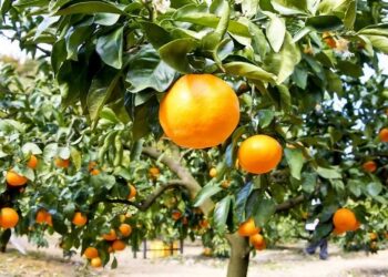 Mascara : Production prévue de plus de 460.000 quintaux d'agrumes