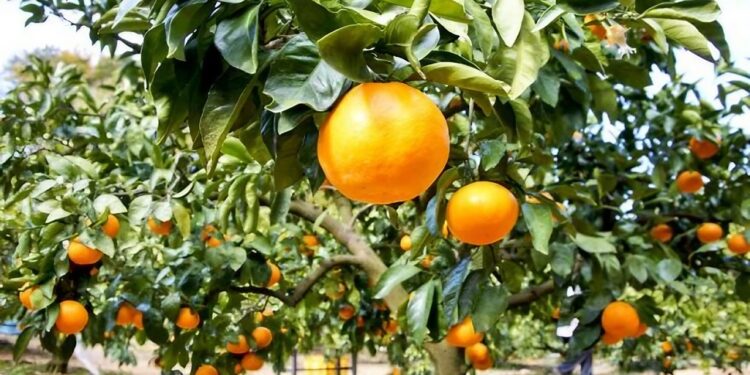 Mascara : Production prévue de plus de 460.000 quintaux d'agrumes