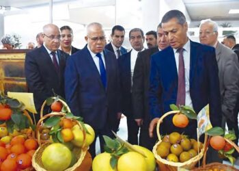 Tipasa : Production prévisionnelle de 1,8 millions qx d'agrumes durant la présente campagne