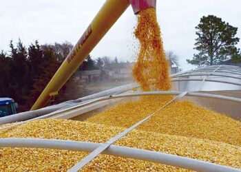 Production de céréales