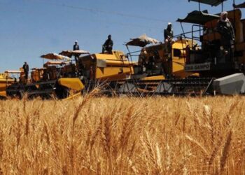 Cultures stratégiques : L’Algérie dispose des moyens d’assurer sa sécurité alimentaire
