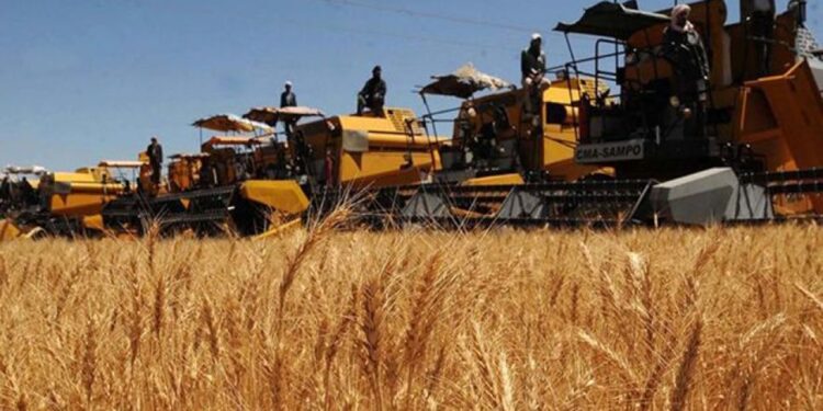 Cultures stratégiques : L’Algérie dispose des moyens d’assurer sa sécurité alimentaire
