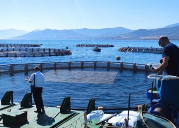 21 projets de fermes aquacoles agréés depuis début 2024