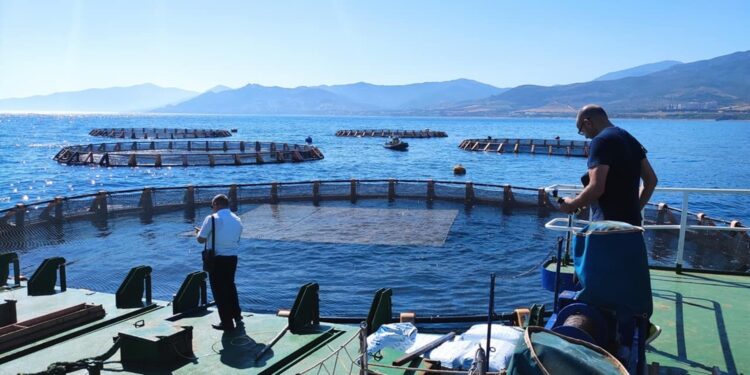 21 projets de fermes aquacoles agréés depuis début 2024