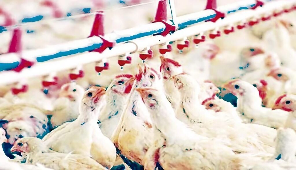 Aviculture en Algérie : Une filière toujours fragile