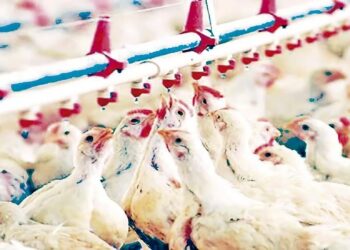 Aviculture en Algérie : Une filière toujours fragile