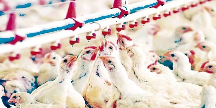 Aviculture en Algérie : Une filière toujours fragile
