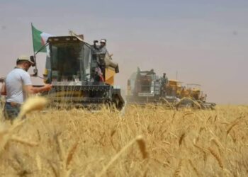 Rencontre régionale sur la céréaliculture dans le sud : Les agriculteurs appelés à s'unir au sein d'un club