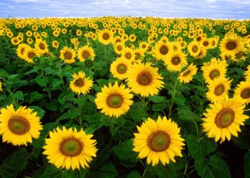 culture du tournesol en Algérie