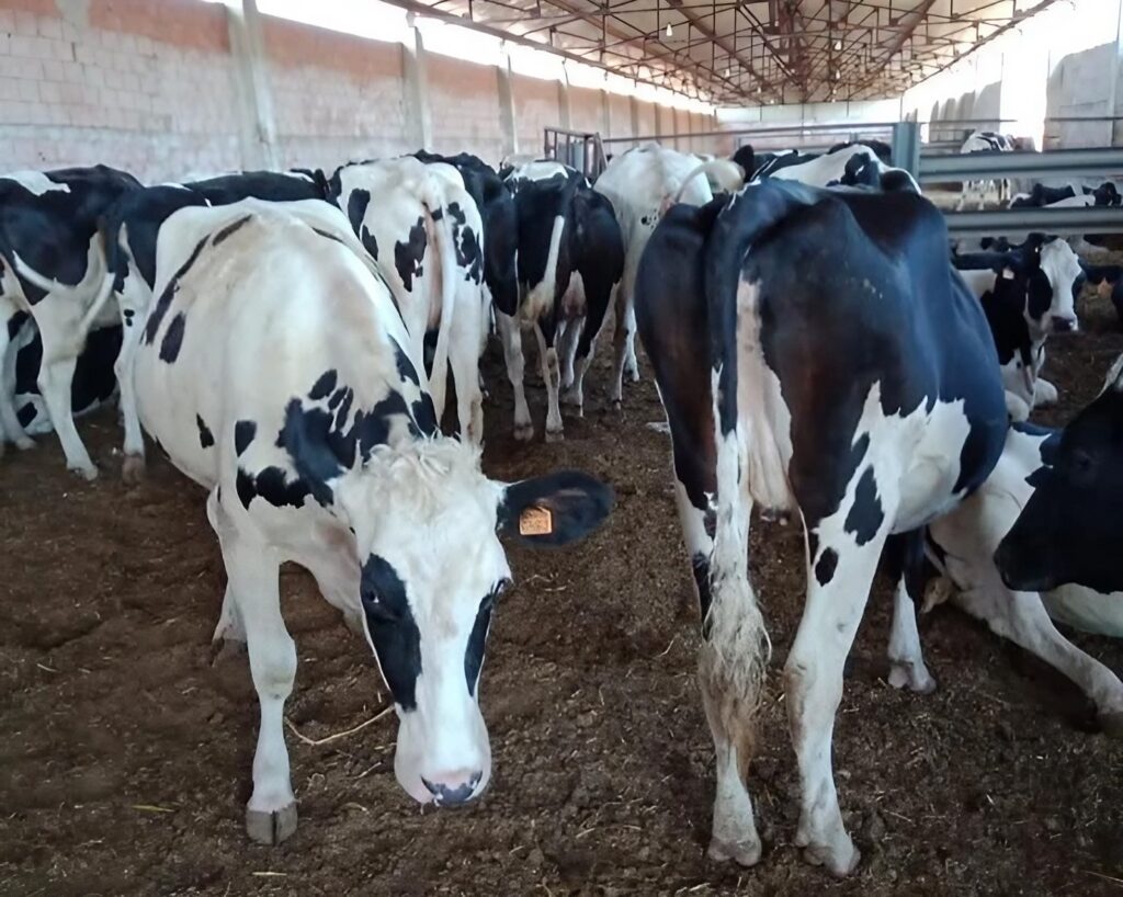 Organisation de l’élevage du bétail et la production de la viande rouge : Une nouvelle feuille de route en préparation