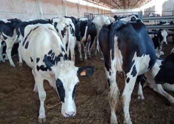 Organisation de l’élevage du bétail et la production de la viande rouge : Une nouvelle feuille de route en préparation