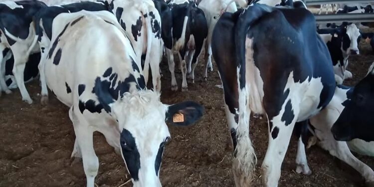Organisation de l’élevage du bétail et la production de la viande rouge : Une nouvelle feuille de route en préparation