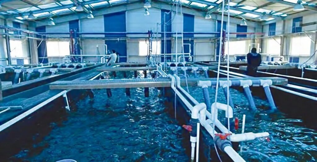 Littoral algérien : 110 concessions pour la création de fermes aquacoles attribuées