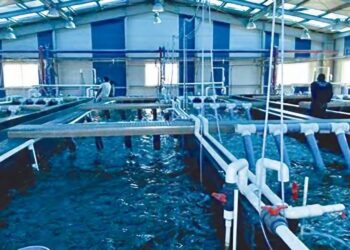Littoral algérien : 110 concessions pour la création de fermes aquacoles attribuées