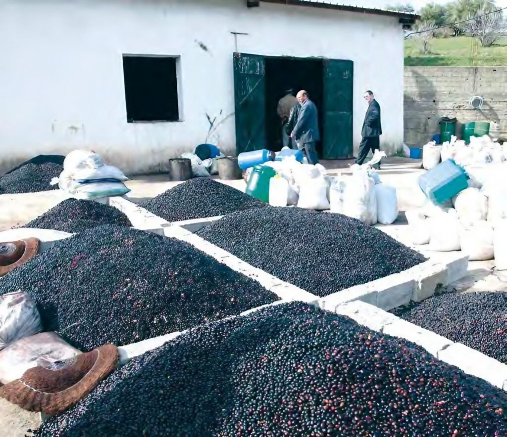 Tizi Ouzou : La nécessité du travail collectif pour développer la filière oléicole soulignée