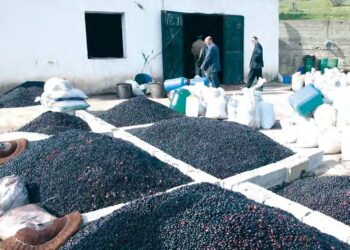 Tizi Ouzou : La nécessité du travail collectif pour développer la filière oléicole soulignée