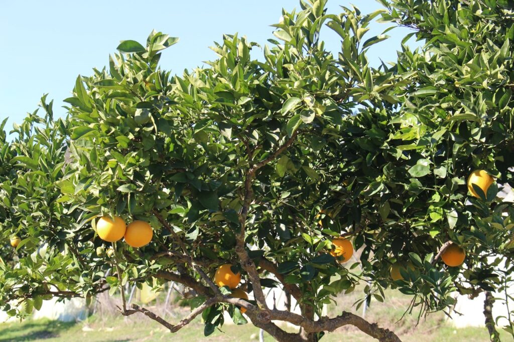 Béjaïa : Plus de 121.000 quintaux d’agrumes récoltés