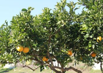 Béjaïa : Plus de 121.000 quintaux d’agrumes récoltés
