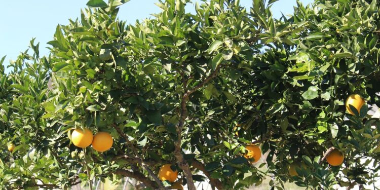 Béjaïa : Plus de 121.000 quintaux d’agrumes récoltés
