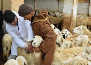 vaccin contre la fièvre aphteuse