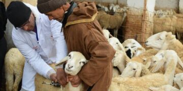 vaccin contre la fièvre aphteuse