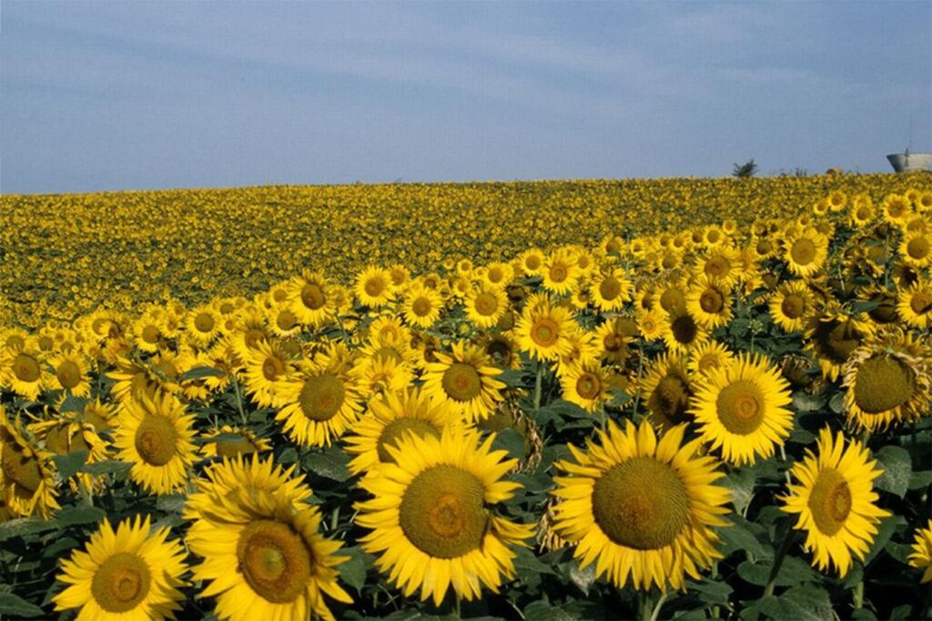 culture de tournesol