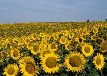 culture de tournesol