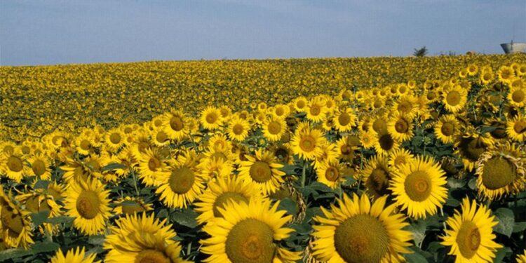 culture de tournesol