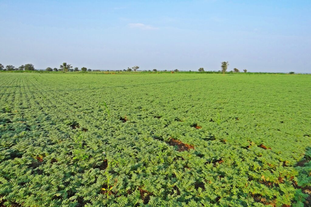 Culture du pois chiche : Exigences de la plante
