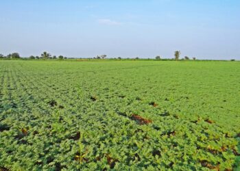 Culture du pois chiche : Exigences de la plante
