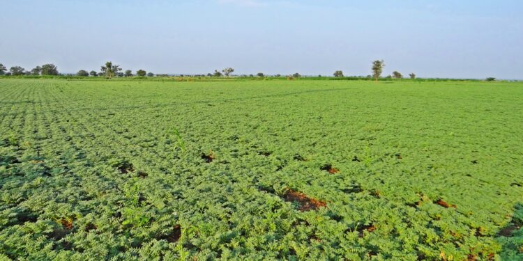 Culture du pois chiche : Exigences de la plante
