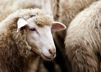 Importation d’un million de têtes de moutons : Réception des premières cargaisons fin mai prochain