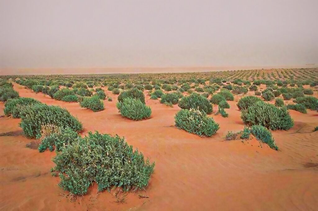 El Bayadh : Installation du groupe de wilaya pour la réhabilitation et l’extension du projet du Barrage vert