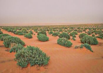 El Bayadh : Installation du groupe de wilaya pour la réhabilitation et l’extension du projet du Barrage vert