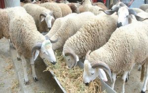 Importation d'un million de têtes de bétail pour l'Aïd : Impact sur le pouvoir d’achat et sur la préservation du cheptel