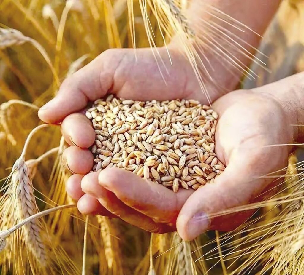 Production de céréales et de légumes secs : Le mégaprojet «BF El Djazair» lancé