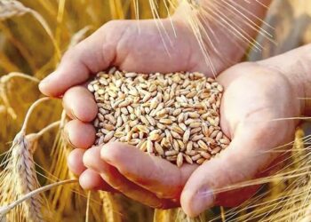 Production de céréales et de légumes secs : Le mégaprojet «BF El Djazair» lancé