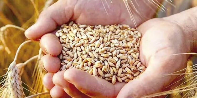 Production de céréales et de légumes secs : Le mégaprojet «BF El Djazair» lancé