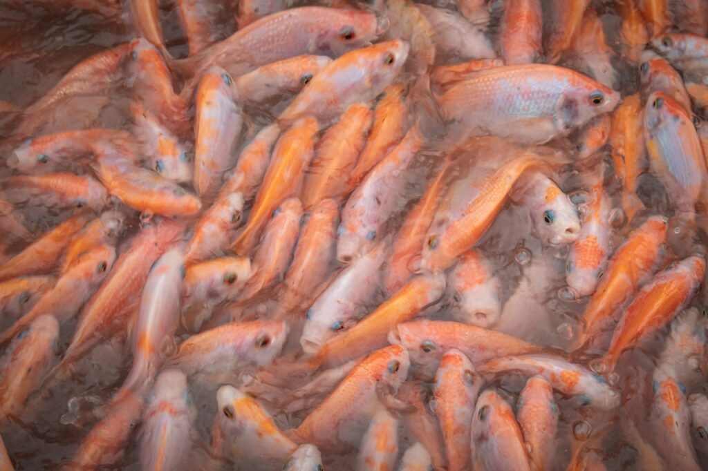 El Tarf : 10 tonnes de tilapia rouge pour alimenter les marchés du pays durant le Ramadhan