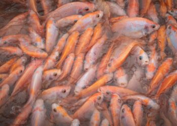 El Tarf : 10 tonnes de tilapia rouge pour alimenter les marchés du pays durant le Ramadhan