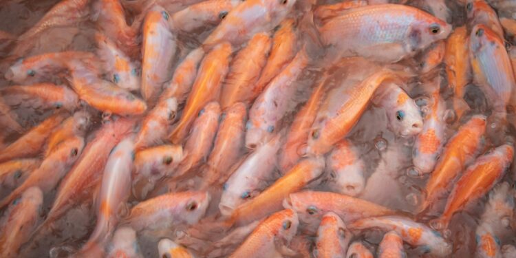 El Tarf : 10 tonnes de tilapia rouge pour alimenter les marchés du pays durant le Ramadhan